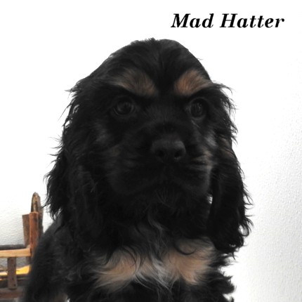puppy, for, sale, Cocker Spaniel, Joe & Cherri  Overlease, dog, breeder, Miller, MO, dog-breeder, puppy-for-sale, forsale, nearby, find, puppyfind, locator, puppylocator, aca
